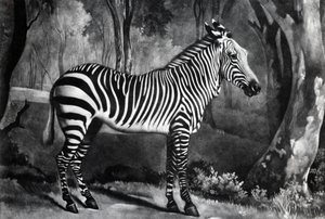 Le Sebra, ou âne sauvage, gravé par George Townley Stubbs, 1771 - George Stubbs
